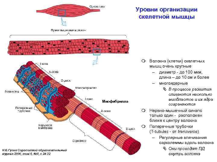Уровни организации скелетной мышцы Миофибрилла Н. Б. Гусев Соросовский образовательный журнал 2000, том 6,
