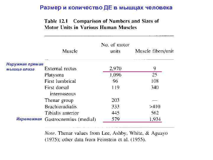 Размер и количество ДЕ в мышцах человека Наружная прямая мышца глаза Икроножная 