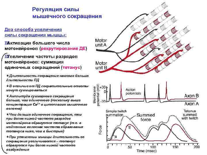 Регуляция силы мышечного сокращения Два способа увеличения силы сокращения мышцы: Ш Активация большего числа