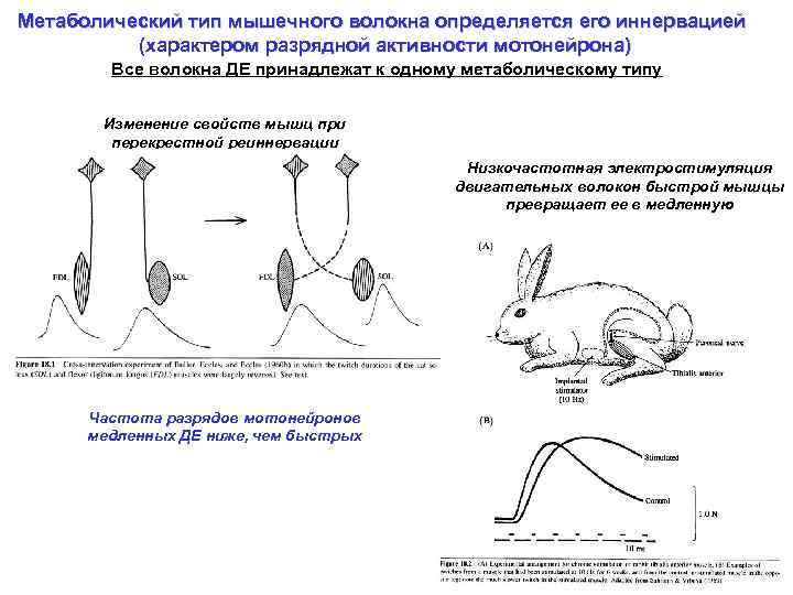 Метаболический тип мышечного волокна определяется его иннервацией (характером разрядной активности мотонейрона) Все волокна ДЕ