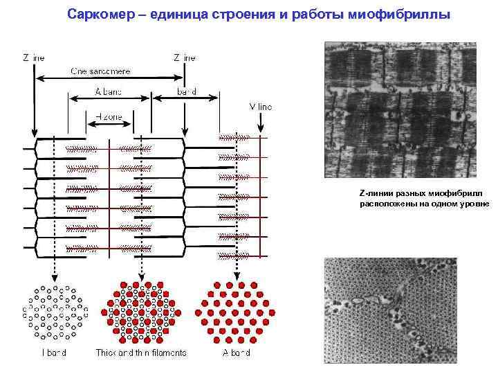 Саркомер – единица строения и работы миофибриллы Z-линии разных миофибрилл расположены на одном уровне