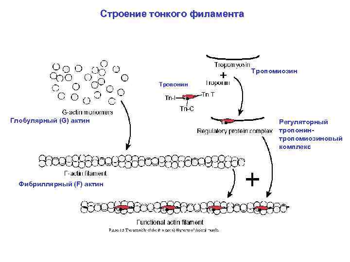 Строение тонкого филамента Тропомиозин Тропонин Глобулярный (G) актин Фибриллярный (F) актин Регуляторный тропонинтропомиозиновый комплекс