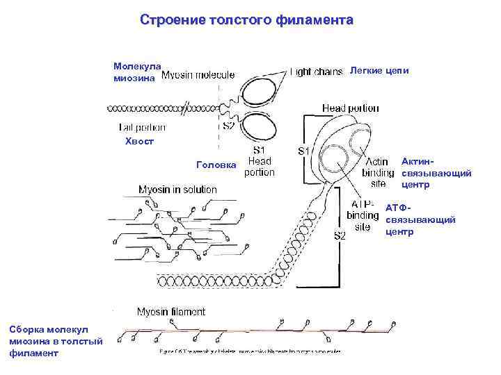 Строение толстого филамента Молекула миозина Легкие цепи Хвост Головка Актинсвязывающий центр АТФсвязывающий центр Сборка