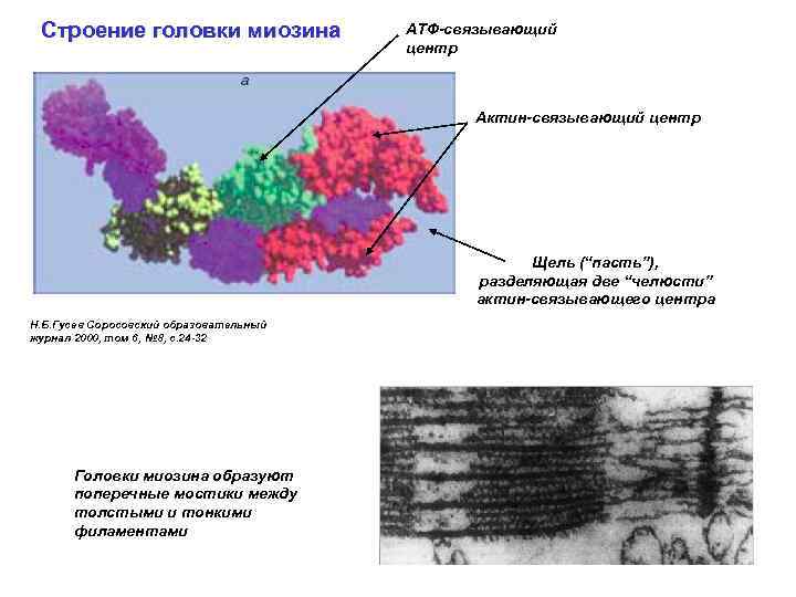 Строение головки миозина АТФ-связывающий центр Актин-связывающий центр Щель (“пасть”), разделяющая две “челюсти” актин-связывающего центра