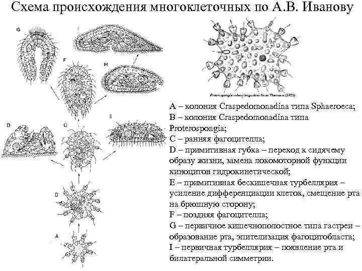 Схема многоклеточные животные