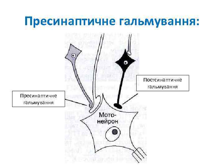 Пресинаптичне гальмування: Постсинаптичне гальмування Пресинаптичне гальмування 