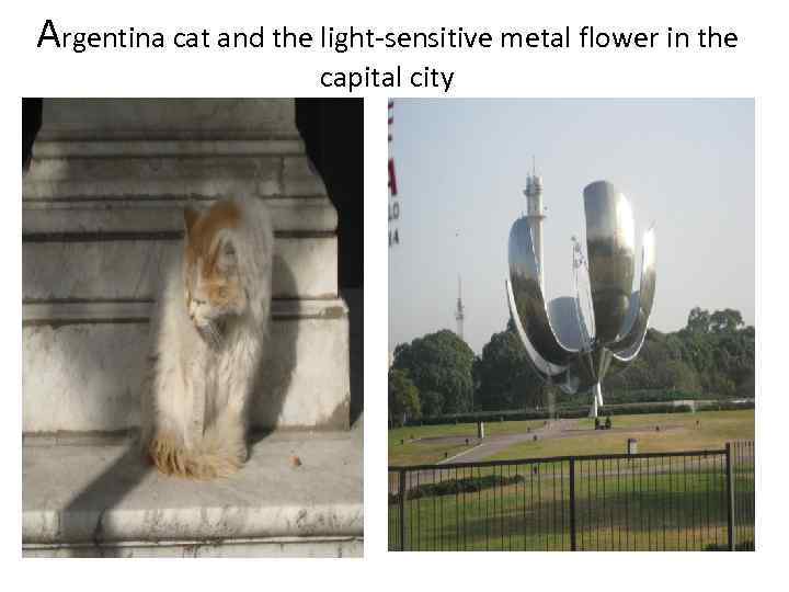 Argentina cat and the light-sensitive metal flower in the capital city 