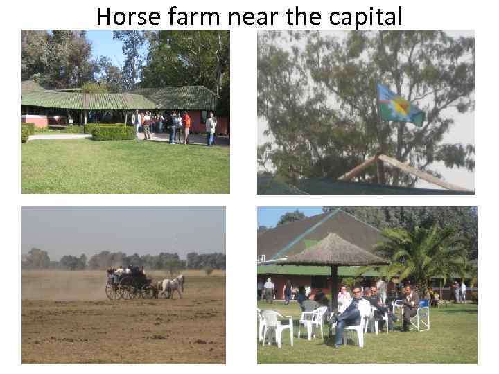 Horse farm near the capital 