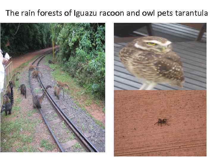 The rain forests of Iguazu racoon and owl pets tarantula 