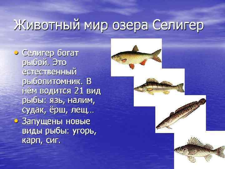 Растительный мир озера Селигера. 