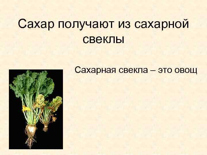 Сахар получают из сахарной свеклы Сахарная свекла – это овощ 