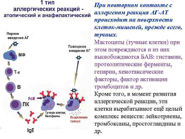 При повторном контакте с аллергеном реакция АГ-АТ происходит на поверхности клеток-мишеней, прежде всего, тучных.