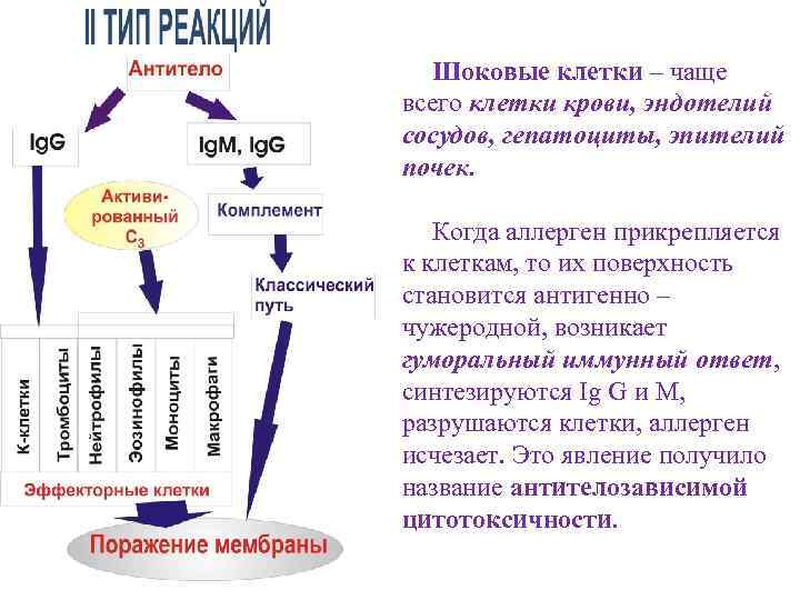 Шоковые клетки – чаще всего клетки крови, эндотелий сосудов, гепатоциты, эпителий почек. Когда аллерген