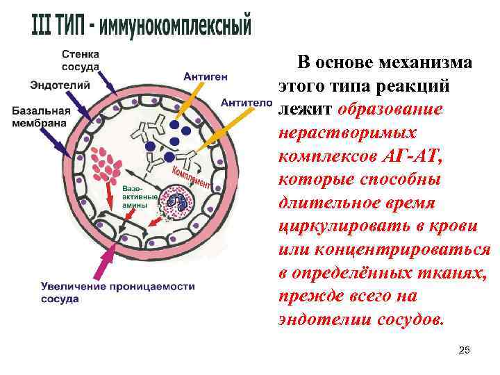 В основе механизма этого типа реакций лежит образование нерастворимых комплексов АГ-АТ, которые способны длительное