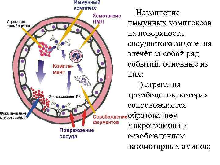 Накопление иммунных комплексов на поверхности сосудистого эндотелия влечёт за собой ряд событий, основные из