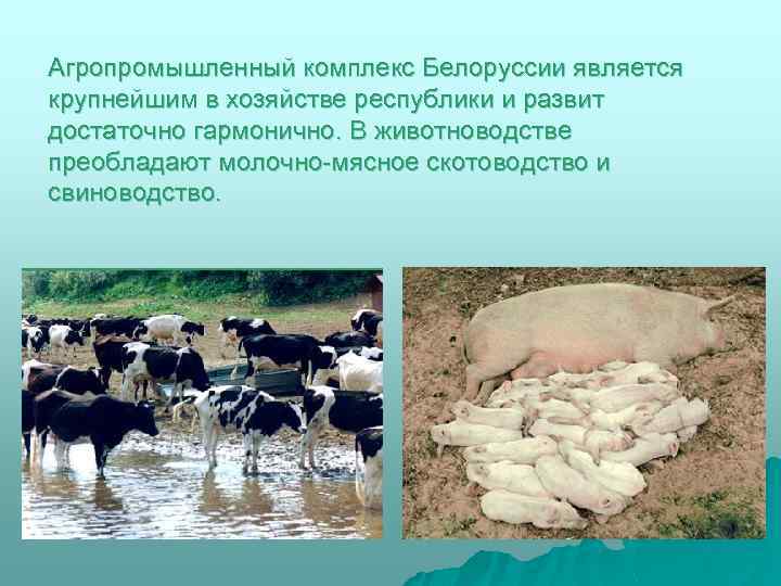 Агропромышленный комплекс Белоруссии является крупнейшим в хозяйстве республики и развит достаточно гармонично. В животноводстве