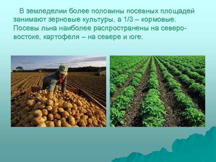 В земледелии более половины посевных площадей занимают зерновые культуры, а 1/3 – кормовые. Посевы