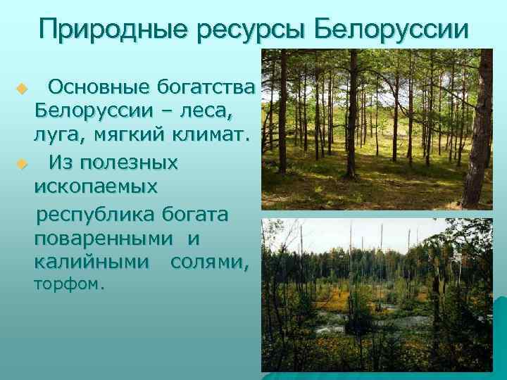 Природные ресурсы Белоруссии Основные богатства Белоруссии – леса, луга, мягкий климат. u Из полезных