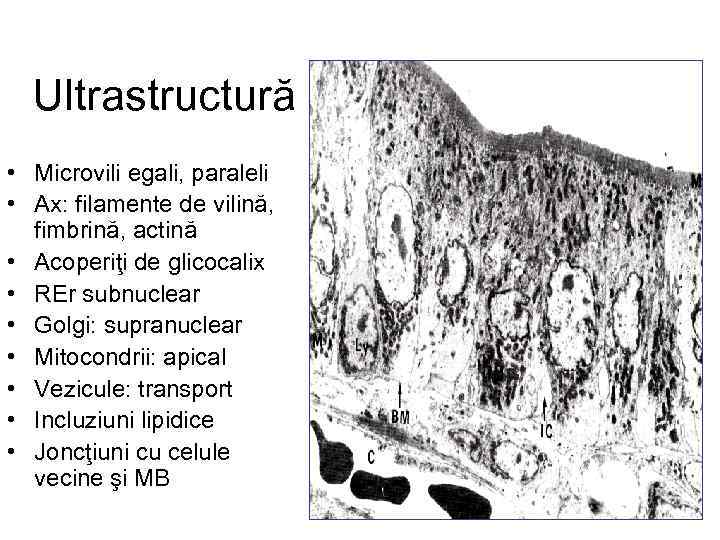 Ultrastructură • Microvili egali, paraleli • Ax: filamente de vilină, fimbrină, actină • Acoperiţi
