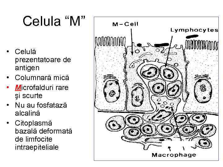 Celula “M” • Celulă prezentatoare de antigen • Columnară mică • Microfalduri rare şi