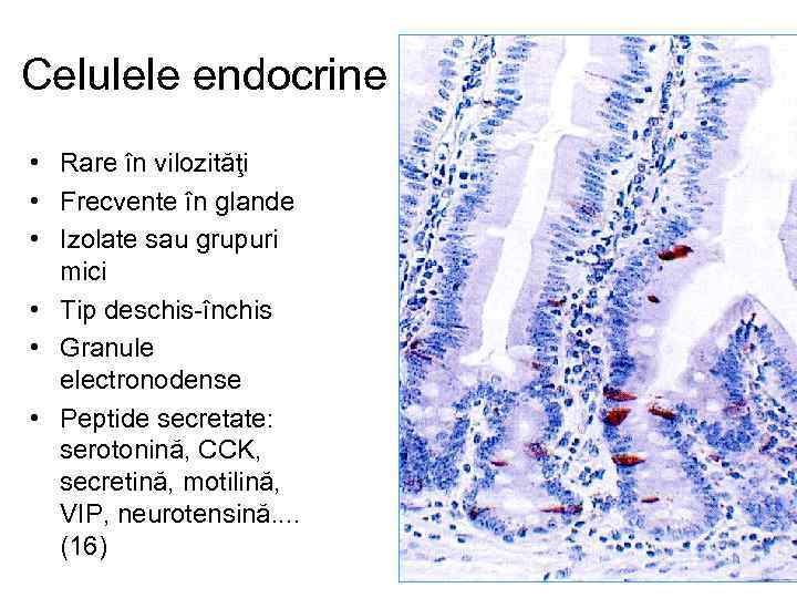 Celulele endocrine • Rare în vilozităţi • Frecvente în glande • Izolate sau grupuri
