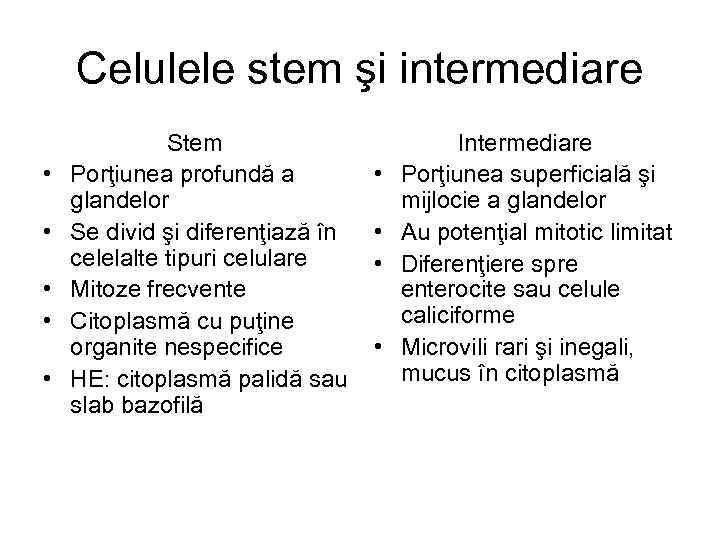 Celulele stem şi intermediare • • • Stem Porţiunea profundă a glandelor Se divid