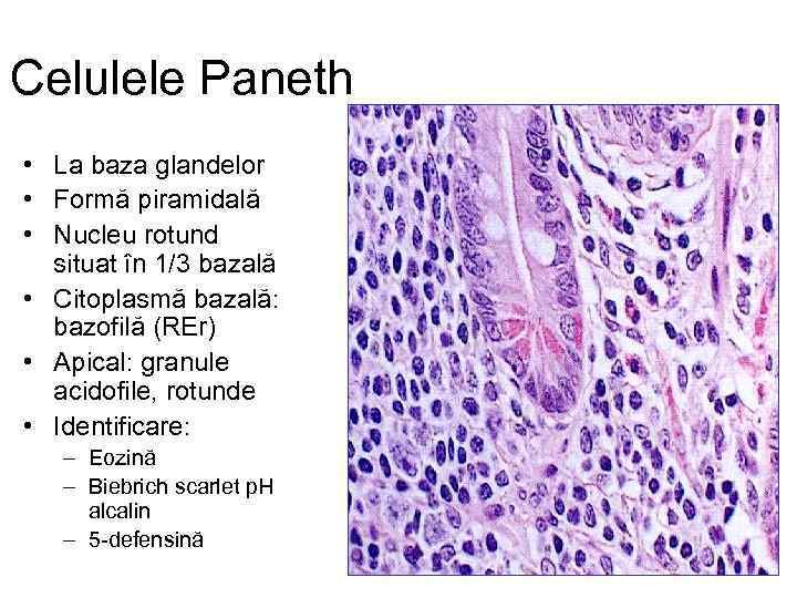 Celulele Paneth • La baza glandelor • Formă piramidală • Nucleu rotund situat în