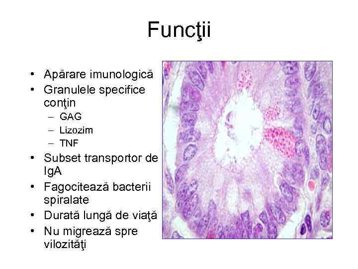 Funcţii • Apărare imunologică • Granulele specifice conţin – GAG – Lizozim – TNF