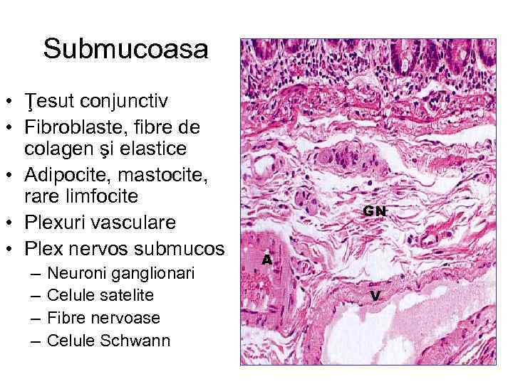 Submucoasa • Ţesut conjunctiv • Fibroblaste, fibre de colagen şi elastice • Adipocite, mastocite,