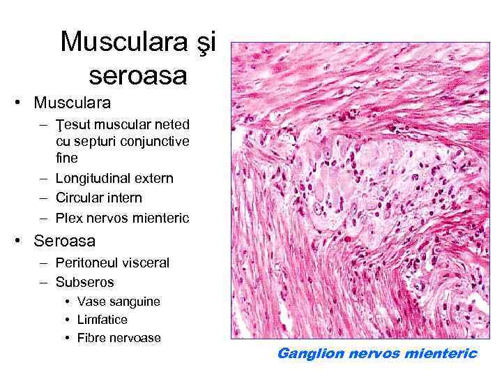 Musculara şi seroasa • Musculara – Ţesut muscular neted cu septuri conjunctive fine –