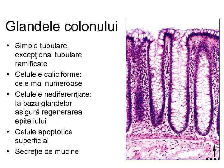Glandele colonului • Simple tubulare, excepţional tubulare ramificate • Celulele caliciforme: cele mai numeroase