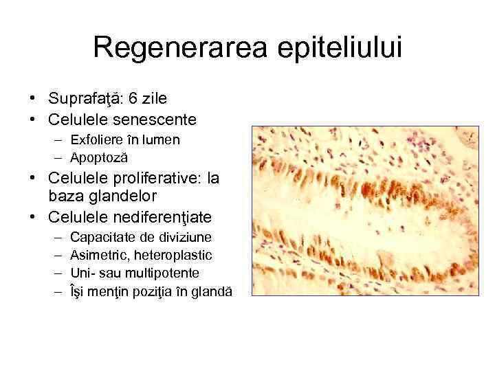 Regenerarea epiteliului • Suprafaţă: 6 zile • Celulele senescente – Exfoliere în lumen –