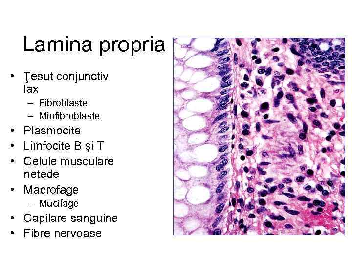 Lamina propria • Ţesut conjunctiv lax – Fibroblaste – Miofibroblaste • Plasmocite • Limfocite