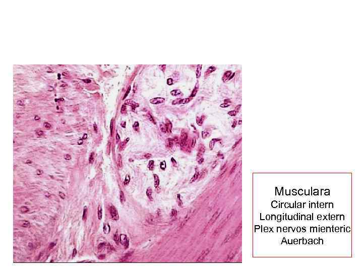 Musculara Circular intern Longitudinal extern Plex nervos mienteric Auerbach 
