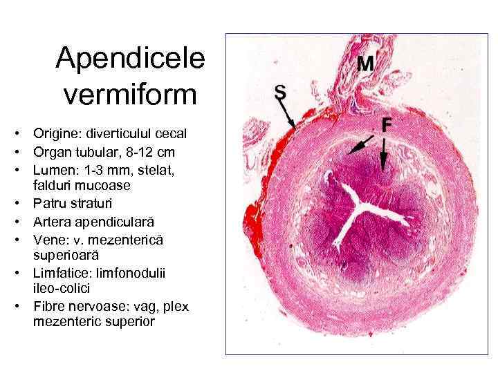 Apendicele vermiform • Origine: diverticulul cecal • Organ tubular, 8 -12 cm • Lumen: