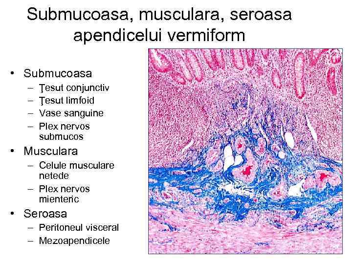 Submucoasa, musculara, seroasa apendicelui vermiform • Submucoasa – – Ţesut conjunctiv Ţesut limfoid Vase