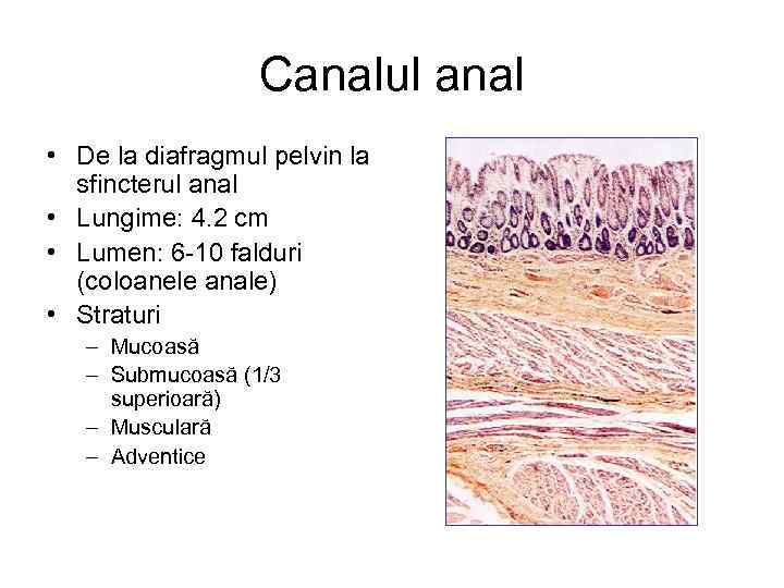 Canalul anal • De la diafragmul pelvin la sfincterul anal • Lungime: 4. 2
