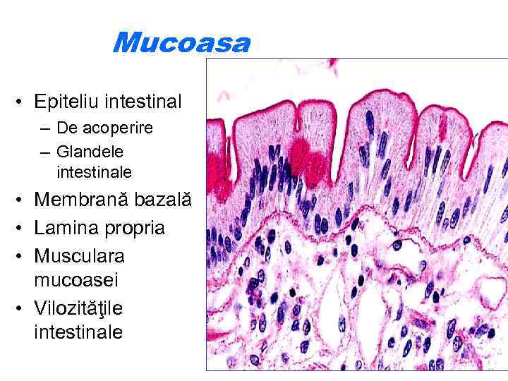 Mucoasa • Epiteliu intestinal – De acoperire – Glandele intestinale • Membrană bazală •