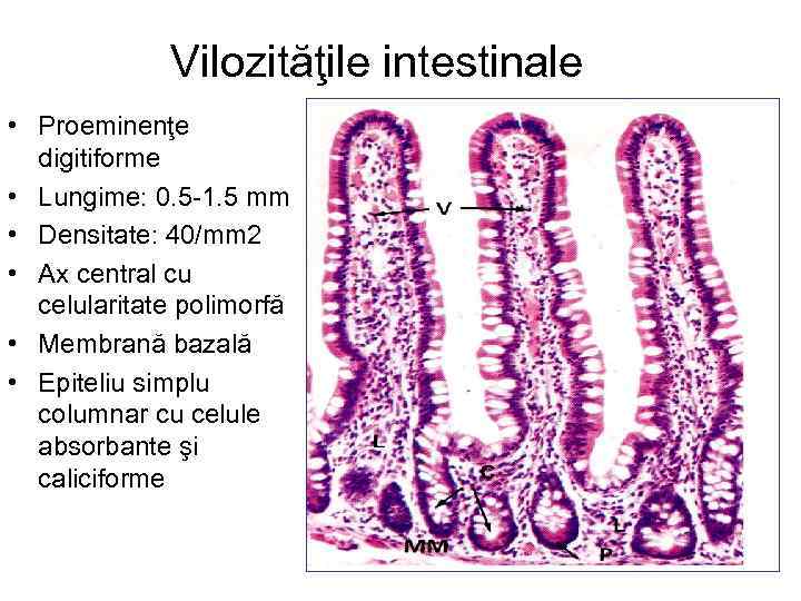 Vilozităţile intestinale • Proeminenţe digitiforme • Lungime: 0. 5 -1. 5 mm • Densitate: