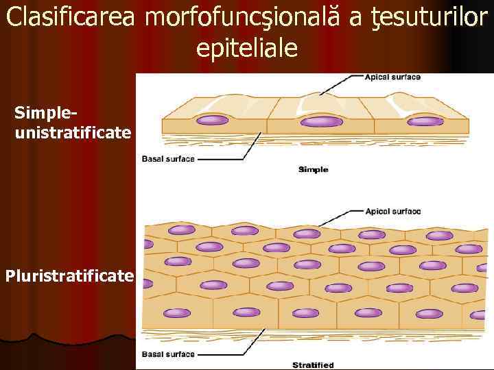 Clasificarea morfofuncşională a ţesuturilor epiteliale Simpleunistratificate Pluristratificate 