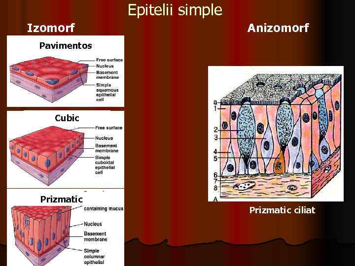 Epitelii simple Izomorf Anizomorf Pavimentos Cubic Prizmatic ciliat 