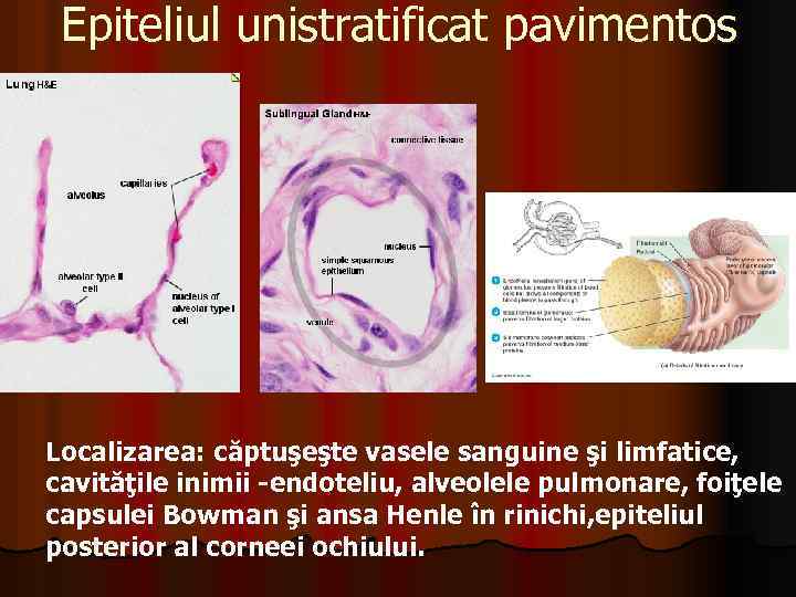 Epiteliul unistratificat pavimentos Localizarea: căptuşeşte vasele sanguine şi limfatice, cavităţile inimii -endoteliu, alveolele pulmonare,