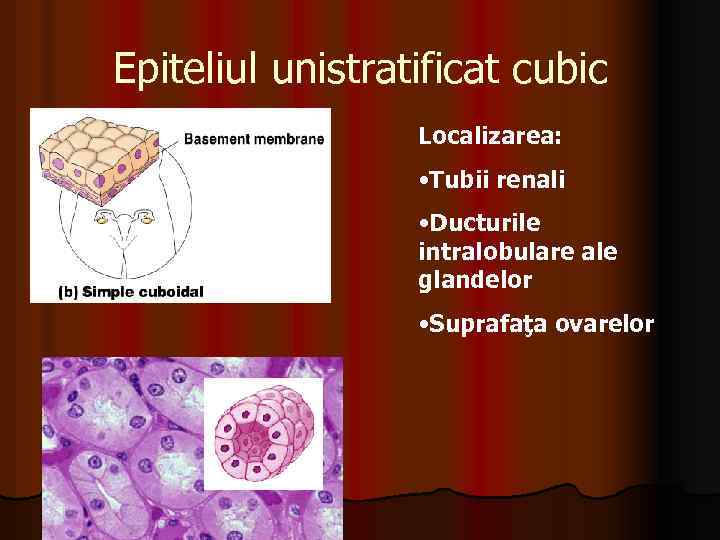 Epiteliul unistratificat cubic Localizarea: • Tubii renali • Ducturile intralobulare ale glandelor • Suprafaţa