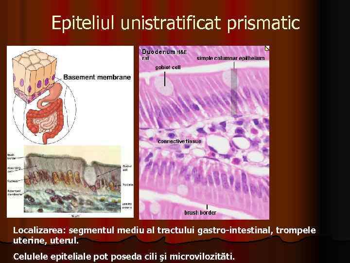 Epiteliul unistratificat prismatic Localizarea: segmentul mediu al tractului gastro-intestinal, trompele uterine, uterul. Celulele epiteliale