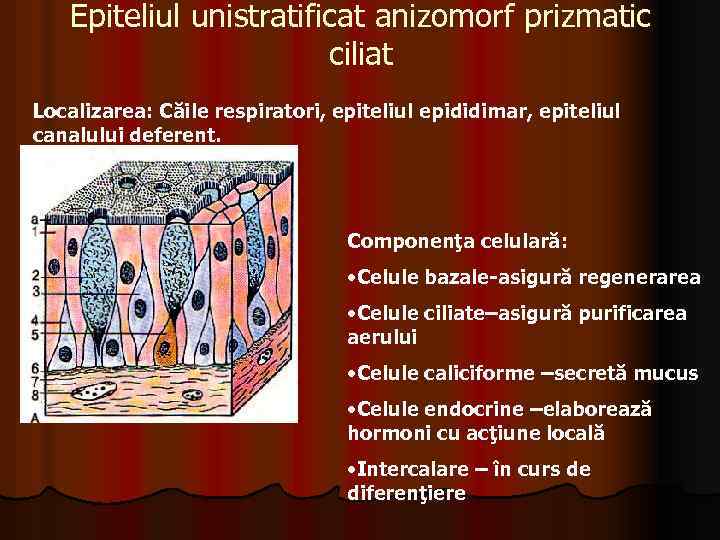 Epiteliul unistratificat anizomorf prizmatic ciliat Localizarea: Căile respiratori, epiteliul epididimar, epiteliul canalului deferent. Componenţa