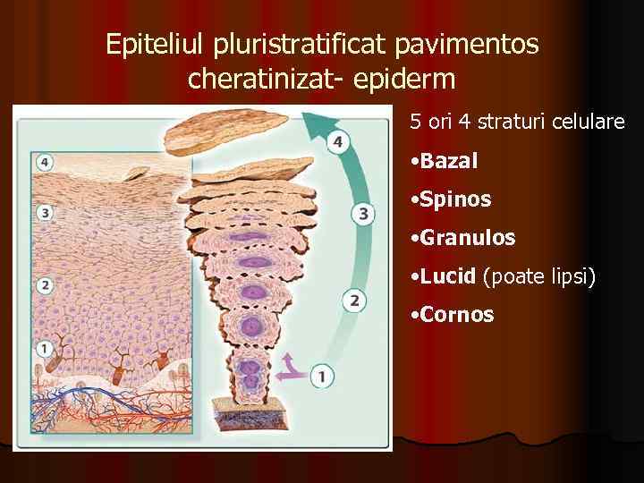 Epiteliul pluristratificat pavimentos cheratinizat- epiderm 5 ori 4 straturi celulare • Bazal • Spinos