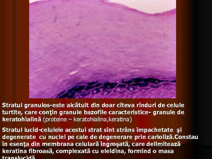 Stratul granulos-este alcătuit din doar cîteva rînduri de celule turtite, care conţin granule bazofile