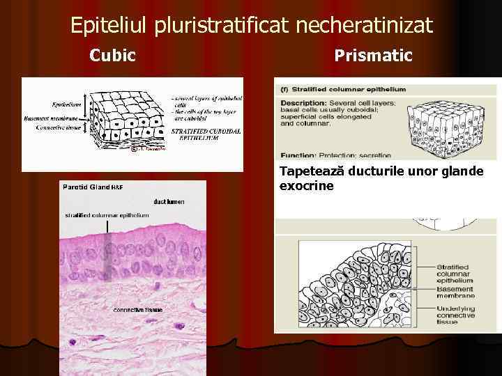 Epiteliul pluristratificat necheratinizat Cubic Prismatic Tapetează ducturile unor glande exocrine 