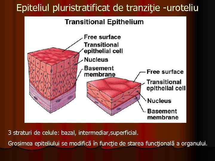 Epiteliul pluristratificat de tranziţie -uroteliu 3 straturi de celule: bazal, intermediar, superficial. Grosimea epiteliului