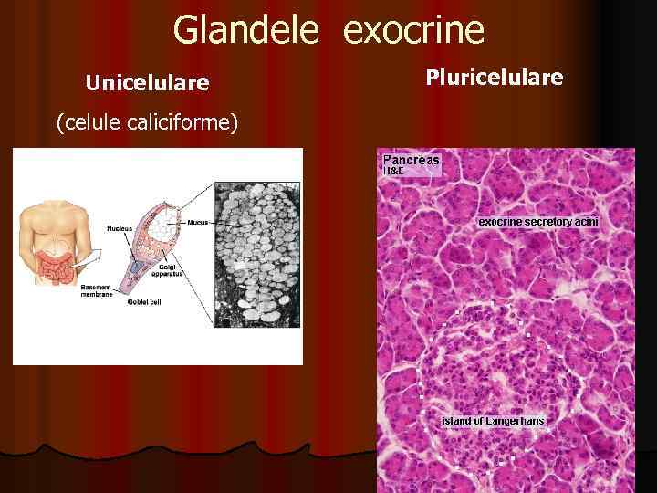 Glandele exocrine Unicelulare (celule caliciforme) Pluricelulare 